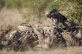 Lappet faced and white backed Vultures in Kruger National park, South Africa Royalty Free Stock Photo